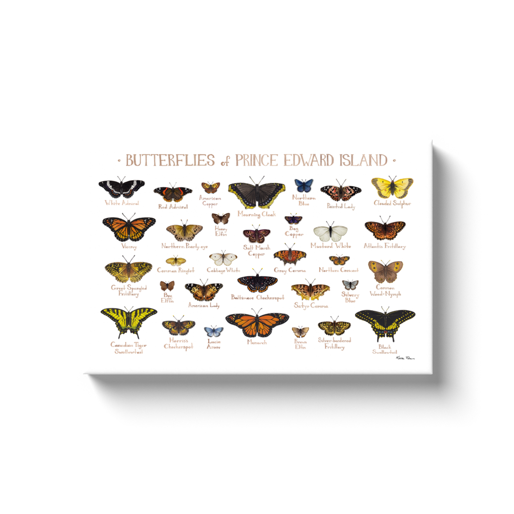 Prince Edward Island Butterflies Ready to Hang Canvas Print
