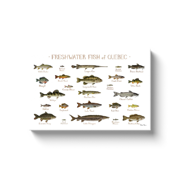 Quebec Freshwater Fish Ready to Hang Canvas Print