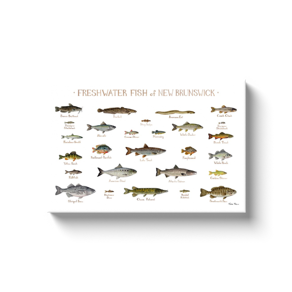 New Brunswick Freshwater Fish Ready to Hang Canvas Print