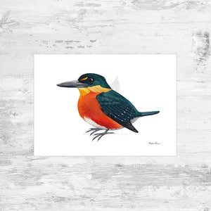 American Pygmy Kingfisher Art Print