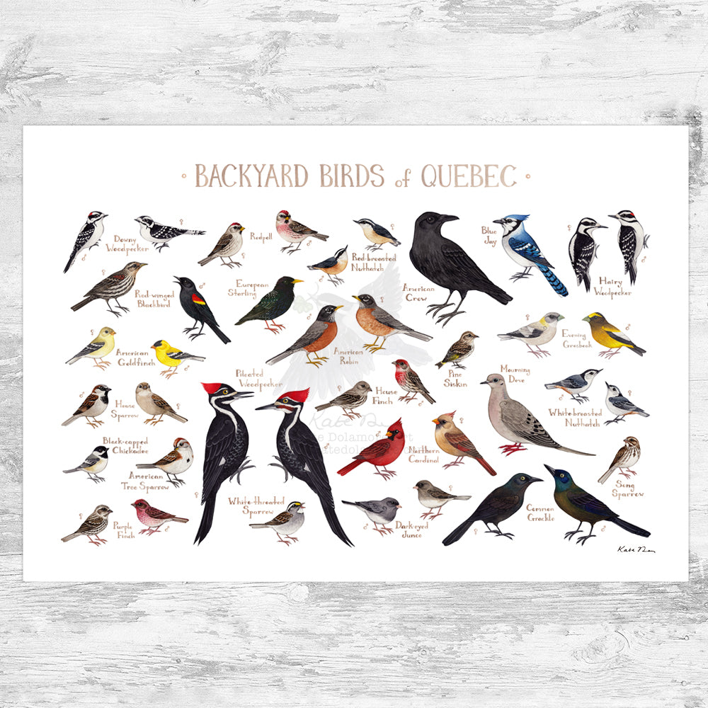 Quebec Backyard Birds Field Guide Art Print