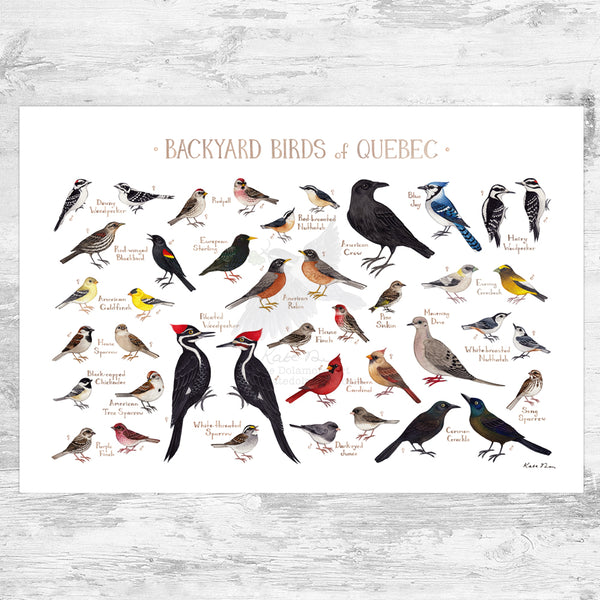 Quebec Backyard Birds Field Guide Art Print