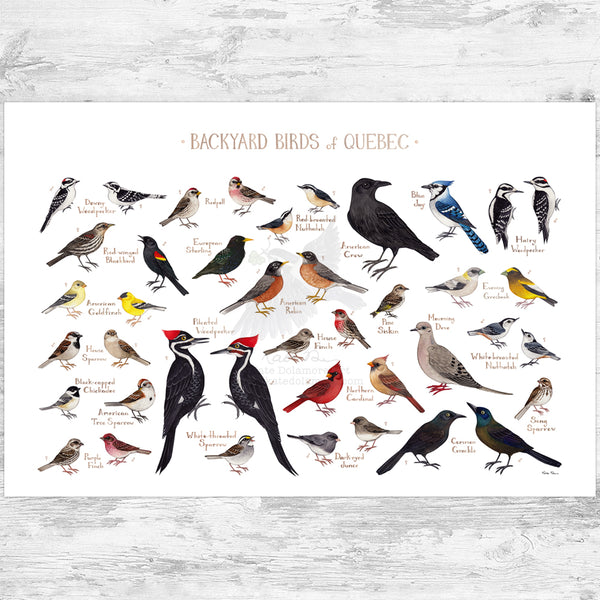 Quebec Backyard Birds Field Guide Art Print