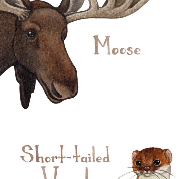 Quebec Land Mammals Field Guide Art Print