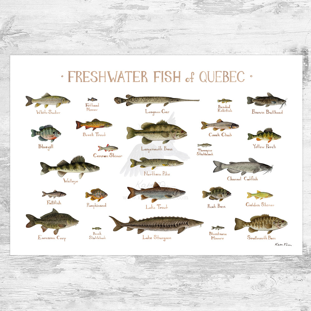 Quebec Freshwater Fish Field Guide Art Print – Kate Dolamore Art