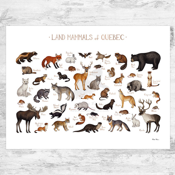 Quebec Land Mammals Field Guide Art Print