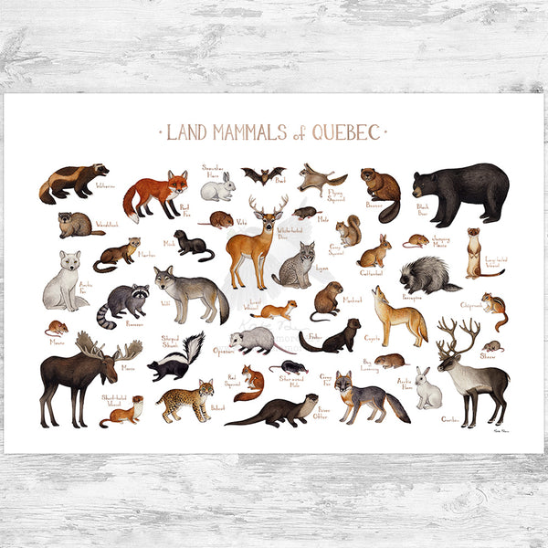 Quebec Land Mammals Field Guide Art Print