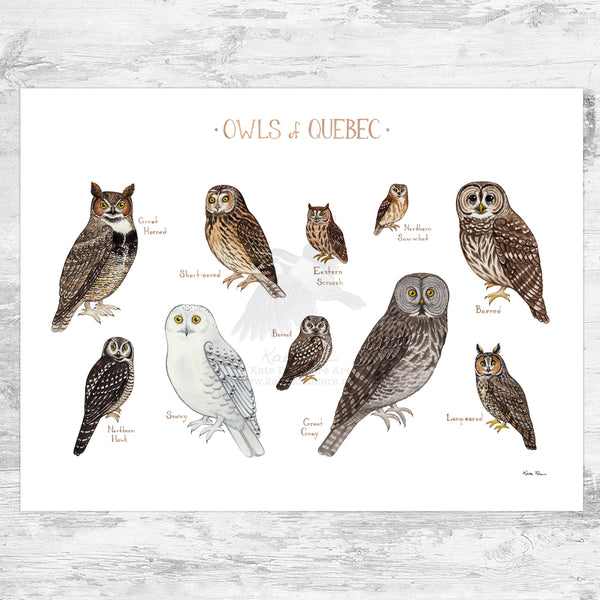 Quebec Owls Field Guide Art Print