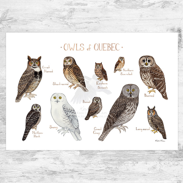 Quebec Owls Field Guide Art Print