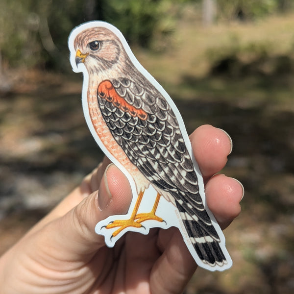 Red-shouldered Hawk Vinyl Sticker