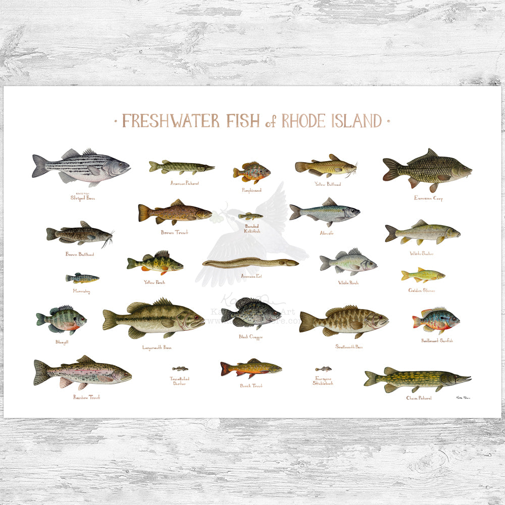 Rhode Island Freshwater Fish Field Guide Art Print
