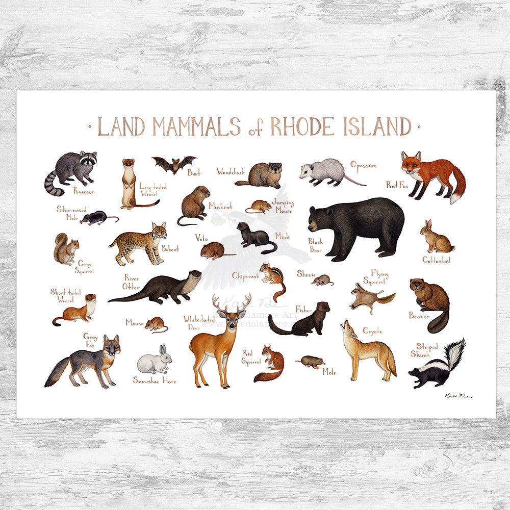 Rhode Island Land Mammals Field Guide Art Print