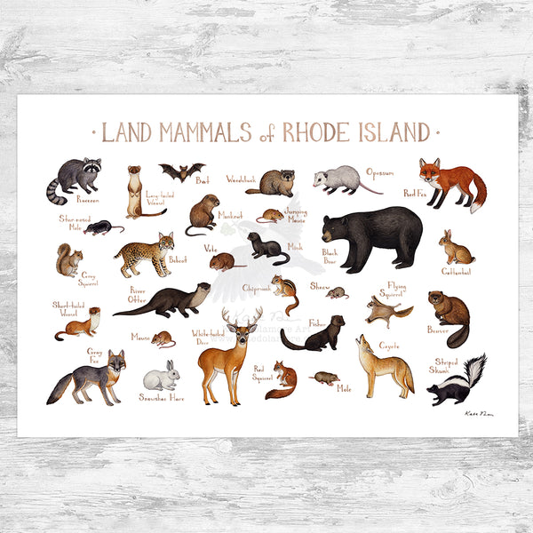 Rhode Island Land Mammals Field Guide Art Print