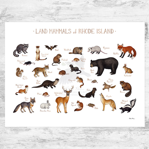 Rhode Island Land Mammals Field Guide Art Print