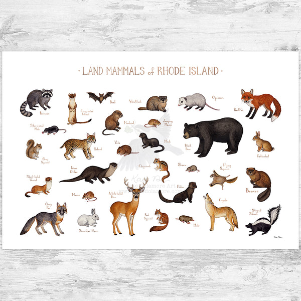 Rhode Island Land Mammals Field Guide Art Print