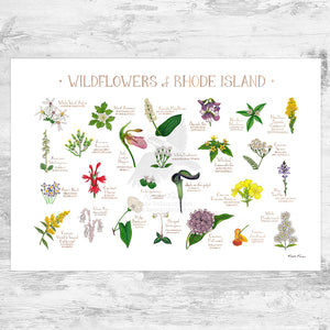 Rhode Island Wildflowers Field Guide Art Print