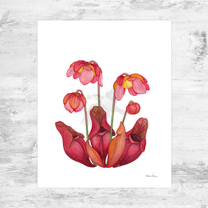 Burk's Southern Pitcher Plant Art Print