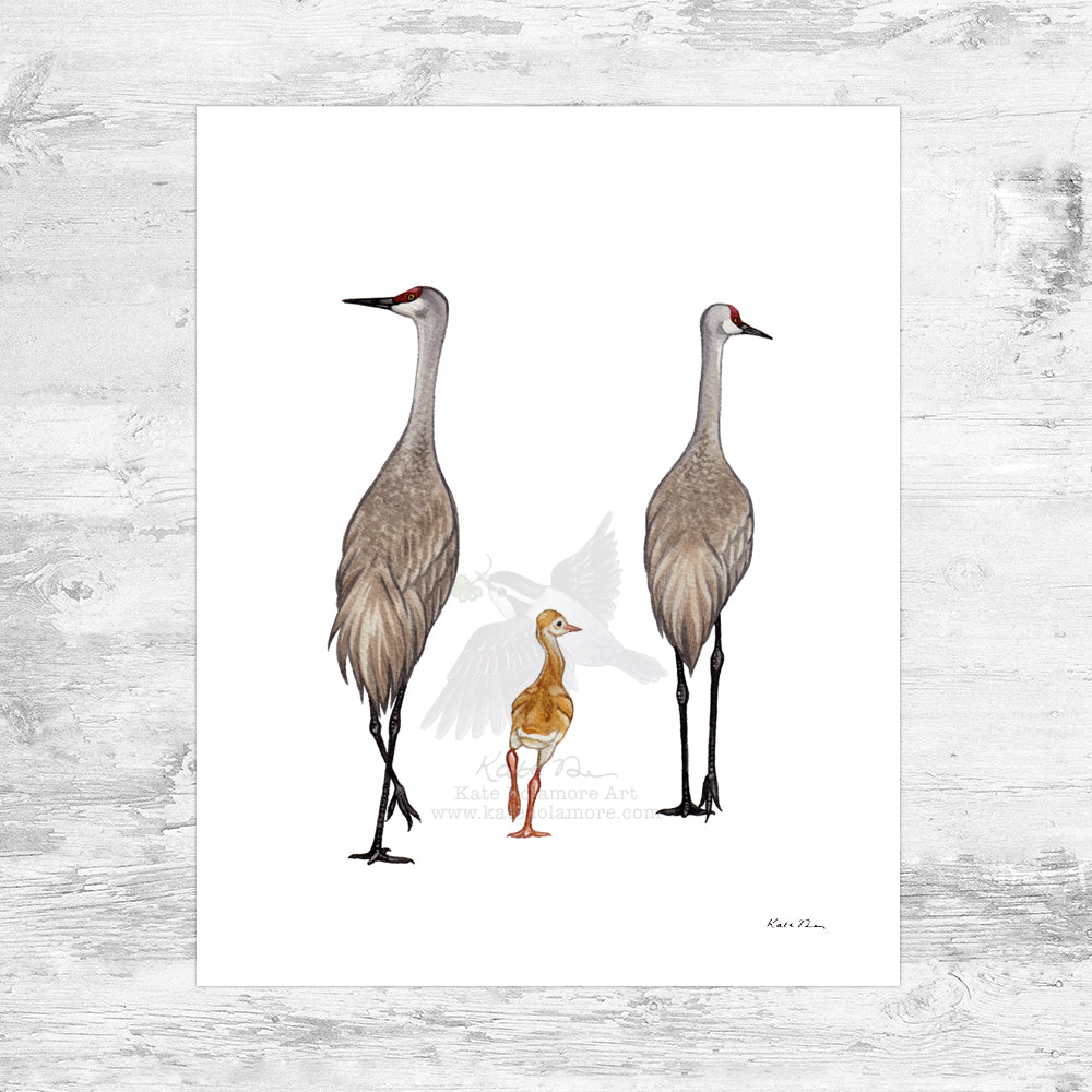 Sandhill Crane Family Art Print