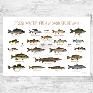 Saskatchewan Freshwater Fish Field Guide Art Print