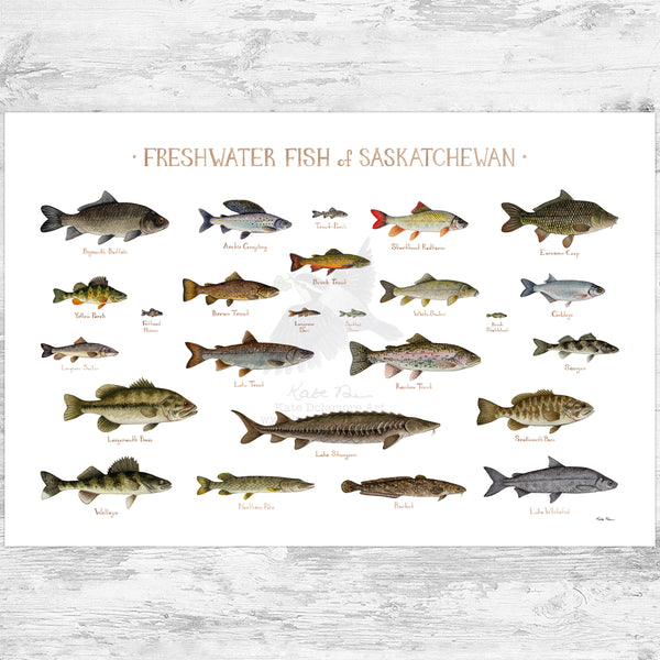 Saskatchewan Freshwater Fish Field Guide Art Print