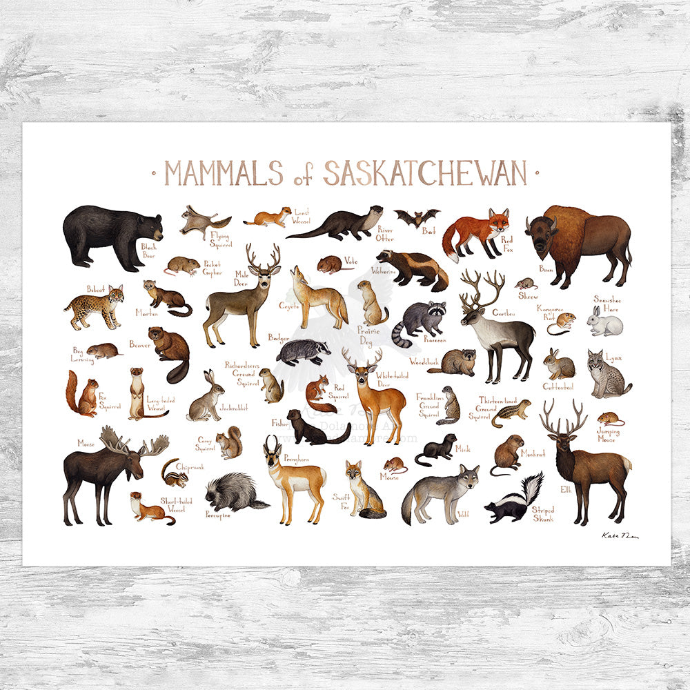 Saskatchewan Mammals Field Guide Art Print