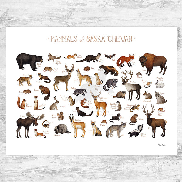 Saskatchewan Mammals Field Guide Art Print