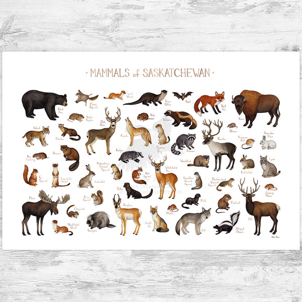 Saskatchewan Mammals Field Guide Art Print