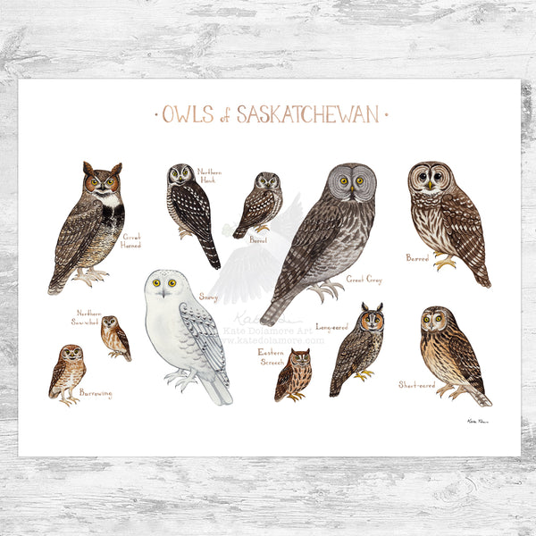 Saskatchewan Owls Field Guide Art Print