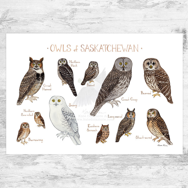 Saskatchewan Owls Field Guide Art Print