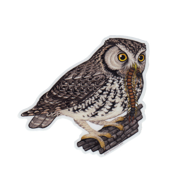 Whiskered Screech Owl Vinyl Sticker