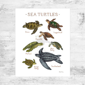 Sea Turtles Field Guide Art Print