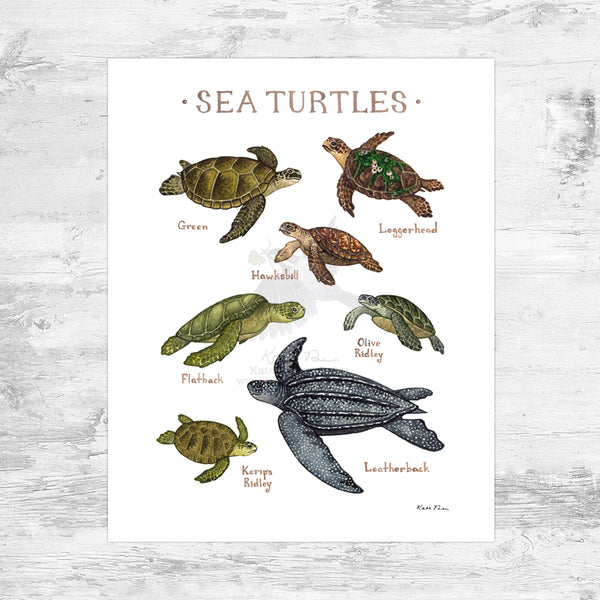 Sea Turtles Field Guide Art Print by Kate Dolamore – Kate Dolamore Art