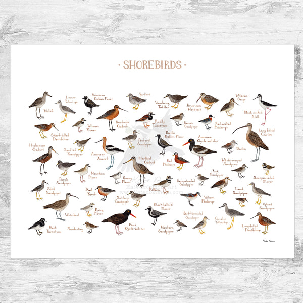 Shorebirds of North America Field Guide Art Print