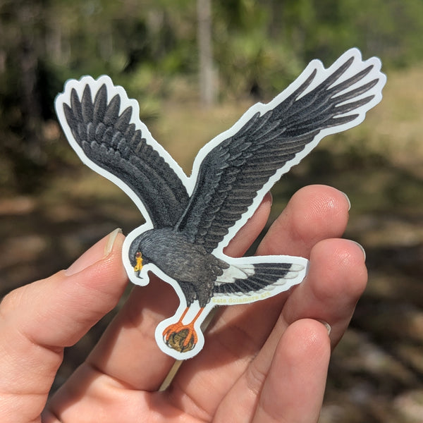 Snail Kite Vinyl Sticker