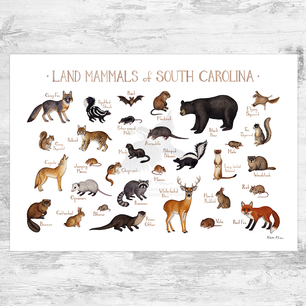 South Carolina Land Mammals Field Guide Art Print