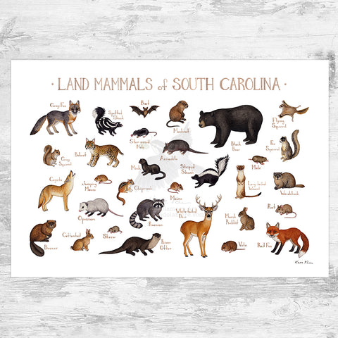 South Carolina Land Mammals Field Guide Art Print