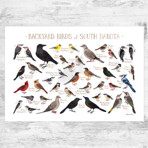 South Dakota Backyard Birds Field Guide Art Print