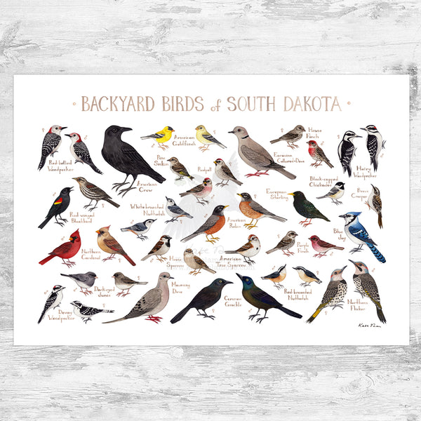 South Dakota Backyard Birds Field Guide Art Print