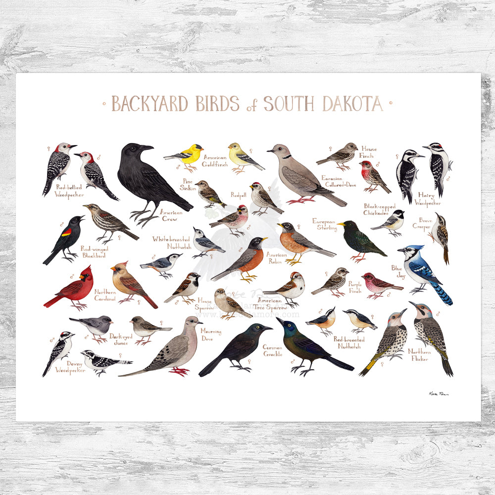 South Dakota Backyard Birds Field Guide Art Print – Kate Dolamore Art
