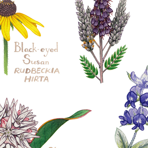 South Dakota Wildflowers Field Guide Art Print