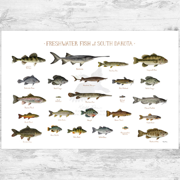 South Dakota Freshwater Fish Field Guide Art Print