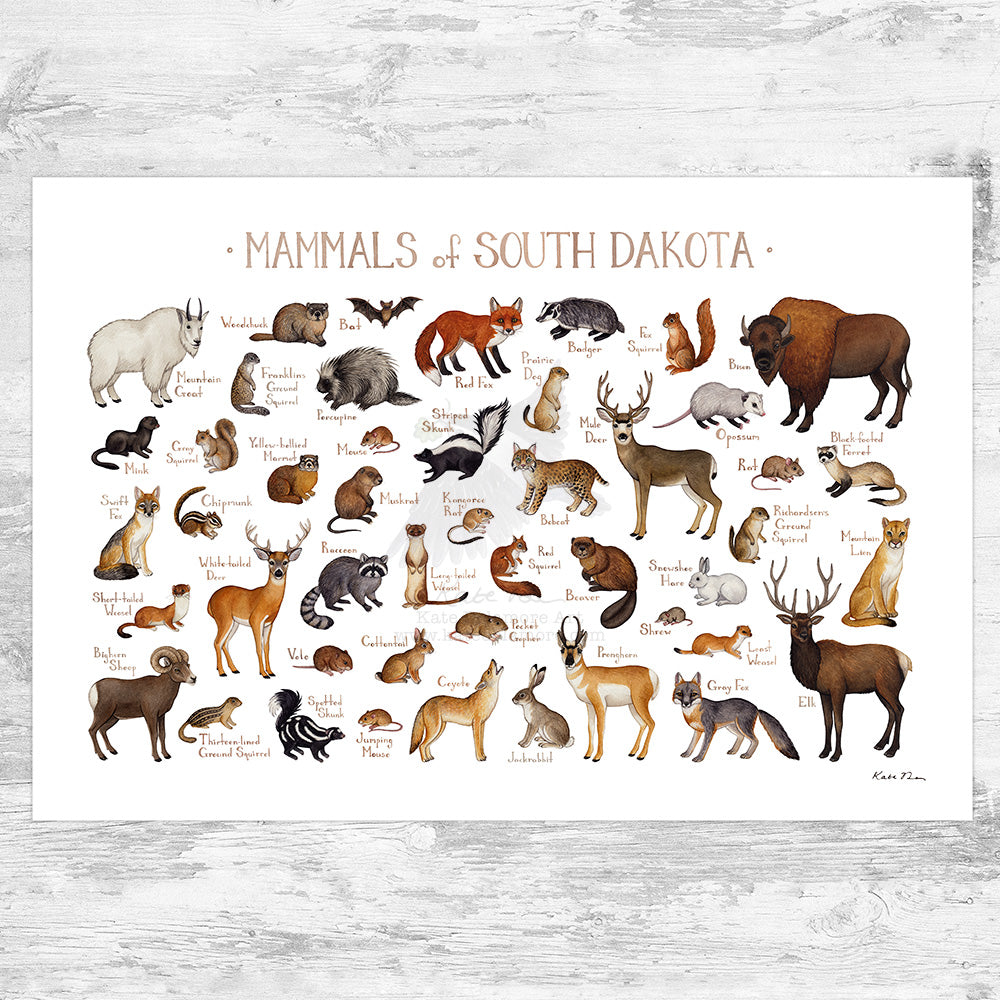 South Dakota Mammals Field Guide Art Print