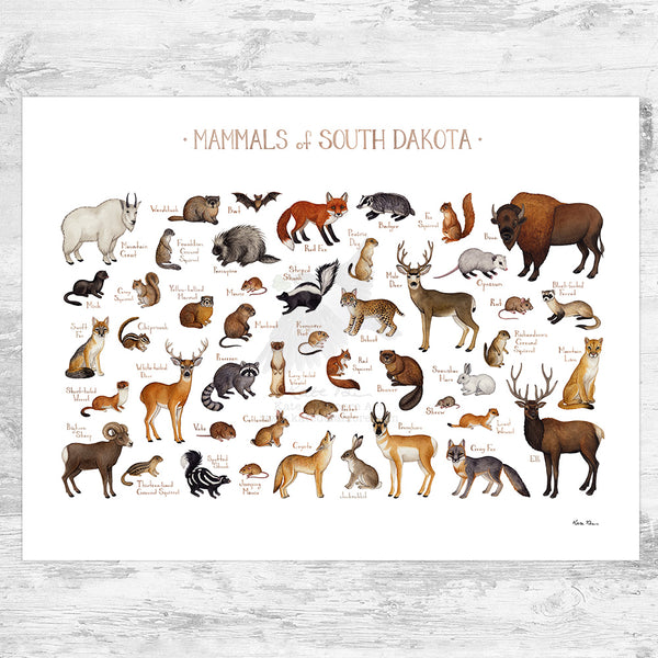 South Dakota Mammals Field Guide Art Print