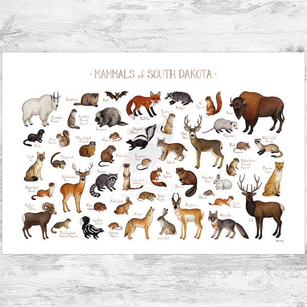 South Dakota Mammals Field Guide Art Print