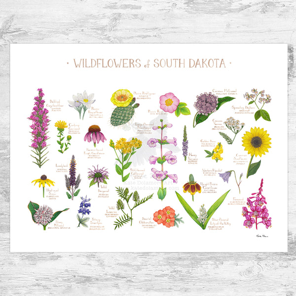 South Dakota Wildflowers Field Guide Art Print