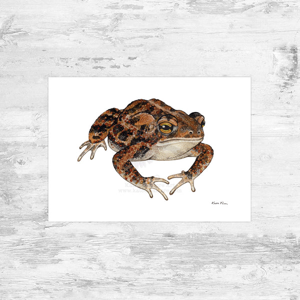 Southern Toad Art Print