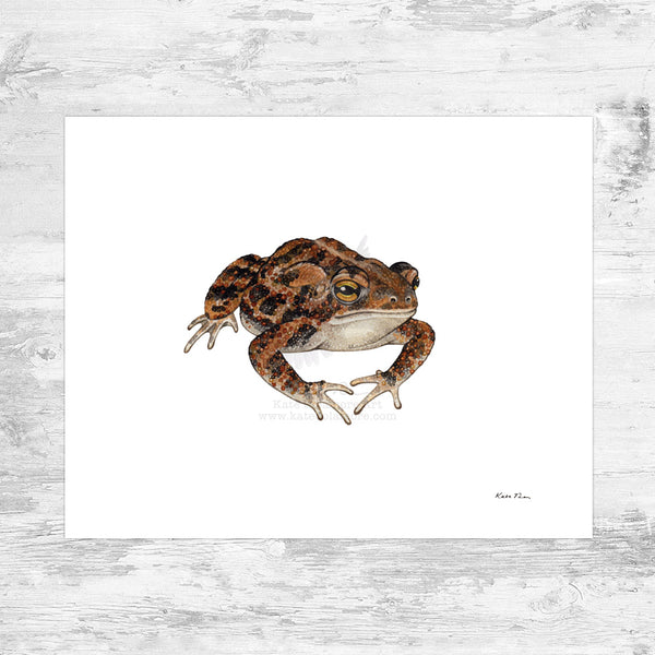 Southern Toad Art Print