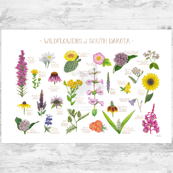 South Dakota Wildflowers Field Guide Art Print