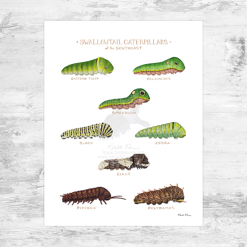 Swallowtail Caterpillars of the Southeast Art Print