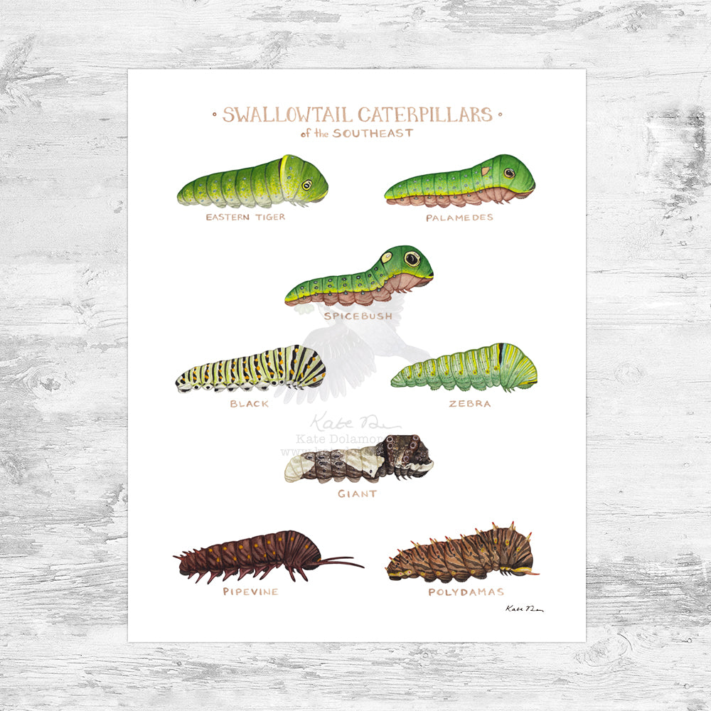 Swallowtail Caterpillars of the Southeast Art Print